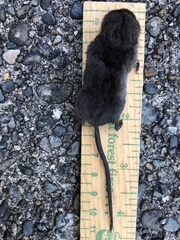 Sorex trowbridgii