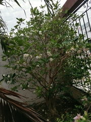 Tabernaemontana divaricata