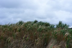 Miscanthus × longiberbis
