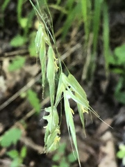 Bromus commutatus