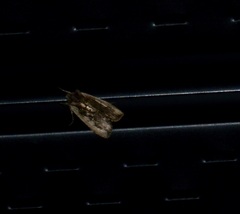 Lithophane hemina