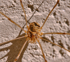 Opilio transversalis