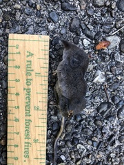 Sorex trowbridgii