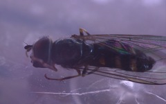 Platycheirus scutatus