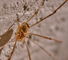 Opilio transversalis