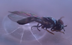 Platycheirus scutatus