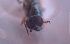 Platycheirus scutatus