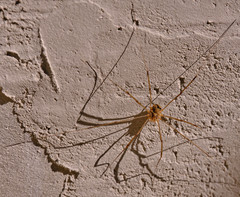 Opilio transversalis