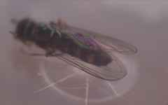 Platycheirus scutatus
