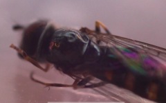 Platycheirus scutatus