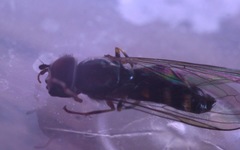 Platycheirus scutatus
