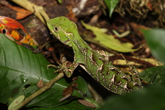 Enyalius iheringii