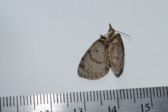 Hydriomena ruberata