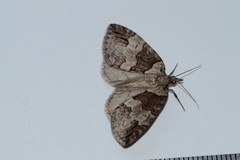 Hydriomena ruberata