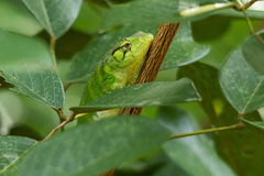 Polychrus marmoratus