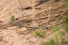 Cnemidophorus cryptus