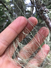 Usnea cavernosa