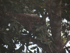 Dracaena paraguayensis