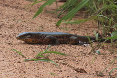 Tupinambis teguixin