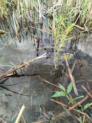 Dulichium arundinaceum