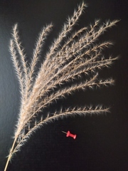 Miscanthus × longiberbis