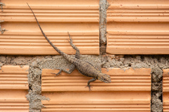 Tropidurus oreadicus