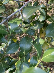 Psydrax obovata elliptica