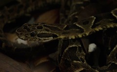 Bothrops