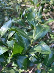 Psydrax obovata elliptica