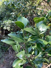 Psydrax obovata elliptica