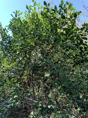 Psydrax obovata elliptica