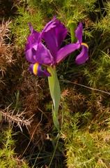 Iris filifolia