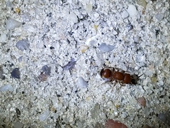 Pseudomethoca frigida