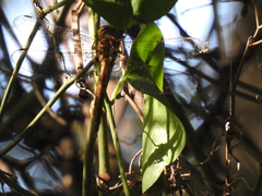 Neurocordulia molesta