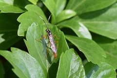Cratichneumon w-album