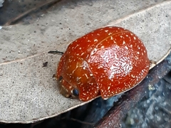 Paropsis variolosa