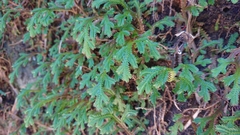 Selaginella repanda