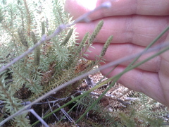 Lateristachys lateralis