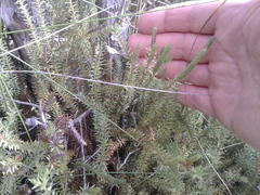 Lateristachys lateralis