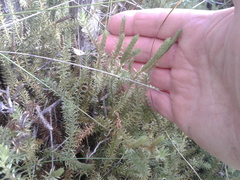 Lateristachys lateralis