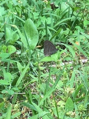 Hermeuptychia sosybius