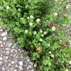 Arenaria serpyllifolia