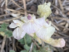 Astragalus parryi