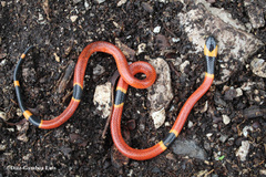 Micrurus diastema alienus