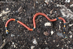 Micrurus diastema alienus