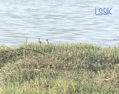Himantopus mexicanus