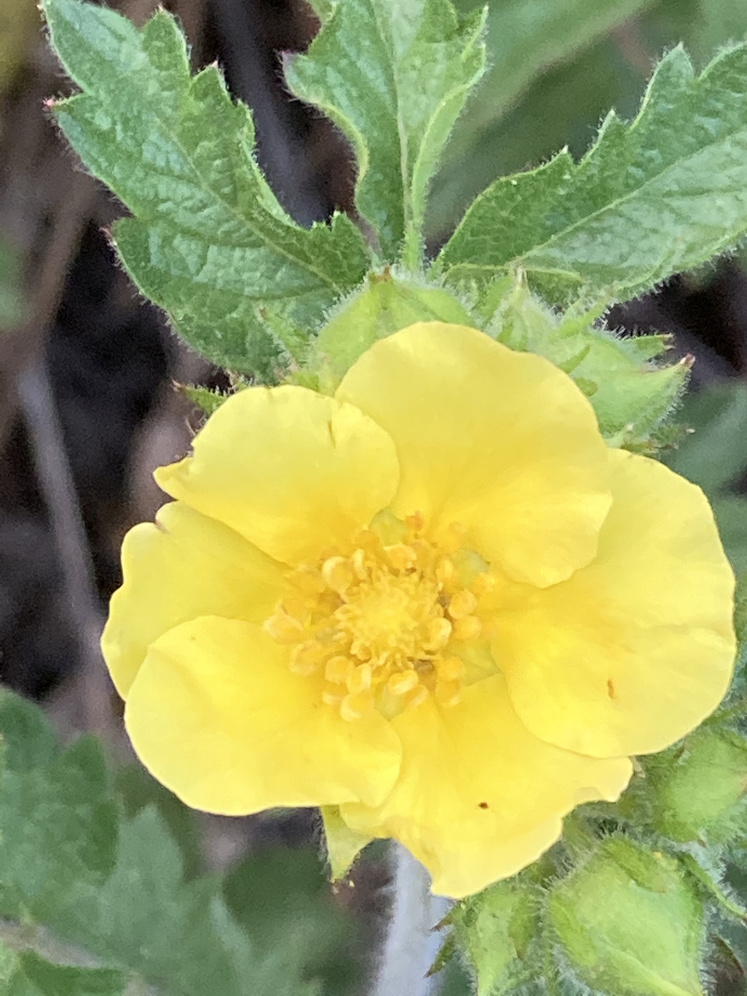 Drymocallis fissa