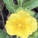 Big-flower Cinquefoil - Photo (c) Rea Orthner, some rights reserved (CC BY-NC), uploaded by Rea Orthner
