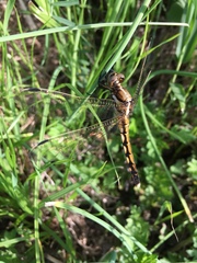 Orthetrum albistylum