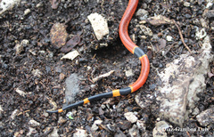 Micrurus diastema alienus